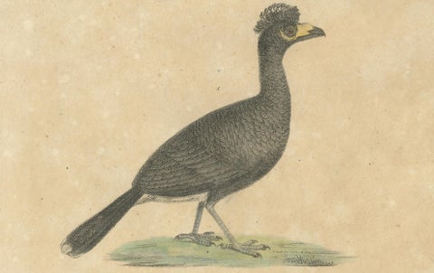 Antique Game Birds & Bustard Lithograph by Karl Joseph Brodtmann, 1816, close-up 5