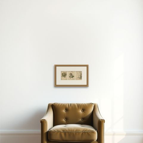New Zealand Native Berry Plants, Set of Three Hand-Colored Lithographs, 1890, shown framed on a wall