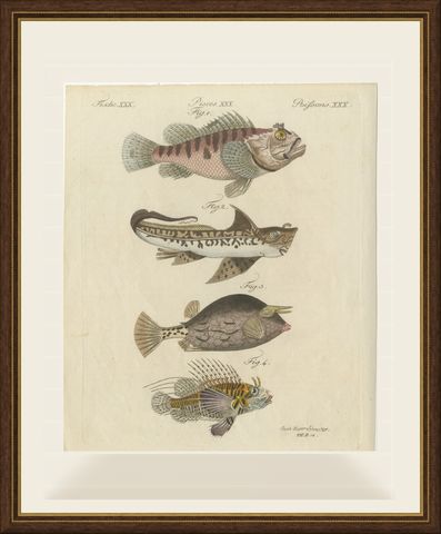 Lionfish, Chimaera, Scorpionfish and Boxfish, Antique Bertuch Print, circa 1805, shown framed