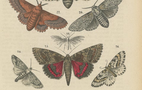 A Study in Wings: Hand-Colored Lepidoptera of the 19th Century, c.1895, close-up 1