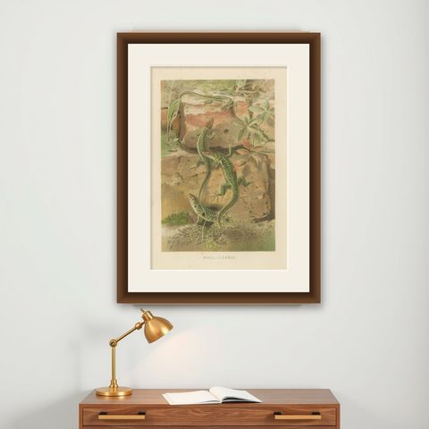 Wall Lizards, Antique Reptile Natural History Print by P.J. Smit, 1895, shown framed on a wall