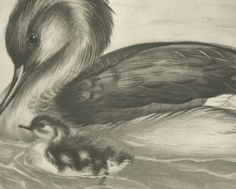 Red-breasted Merganser Duck with Downy Young after Lilian Medland, c. 1909, close-up 2