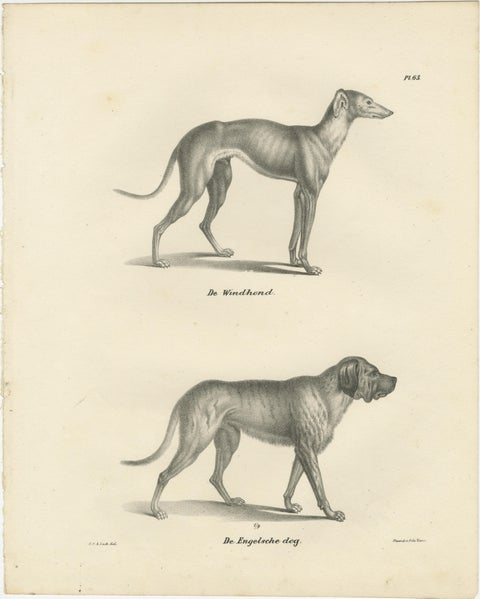 19th-Century Lithograph of a Greyhound and English Mastiff in Elegant Detail, view 2
