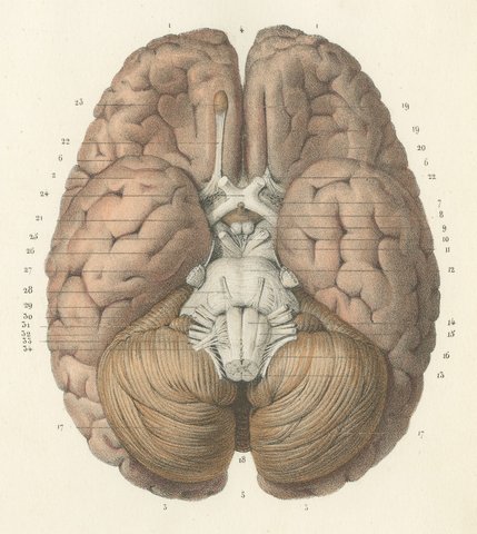 The Whole Brain from Above and Below, Antique Hirschfeld Anatomy Print, 1866, view 4