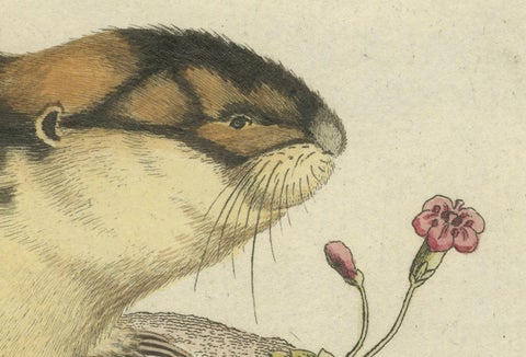 Original Colored Engraving of the Norway Lemming, 1775, close-up 3