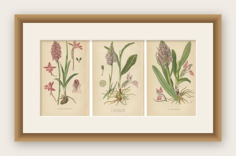 Orchids of Germany and Adjacent Regions: A Visual Archive, 1904, shown framed