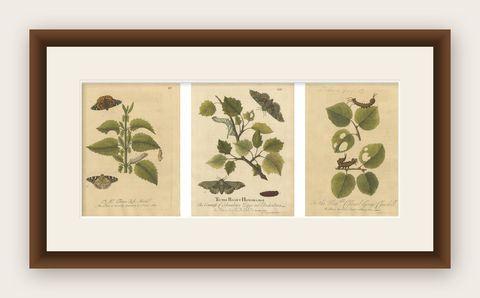 Antique Butterfly and Caterpillar Engravings on Host Plants, Albin 1720, shown framed