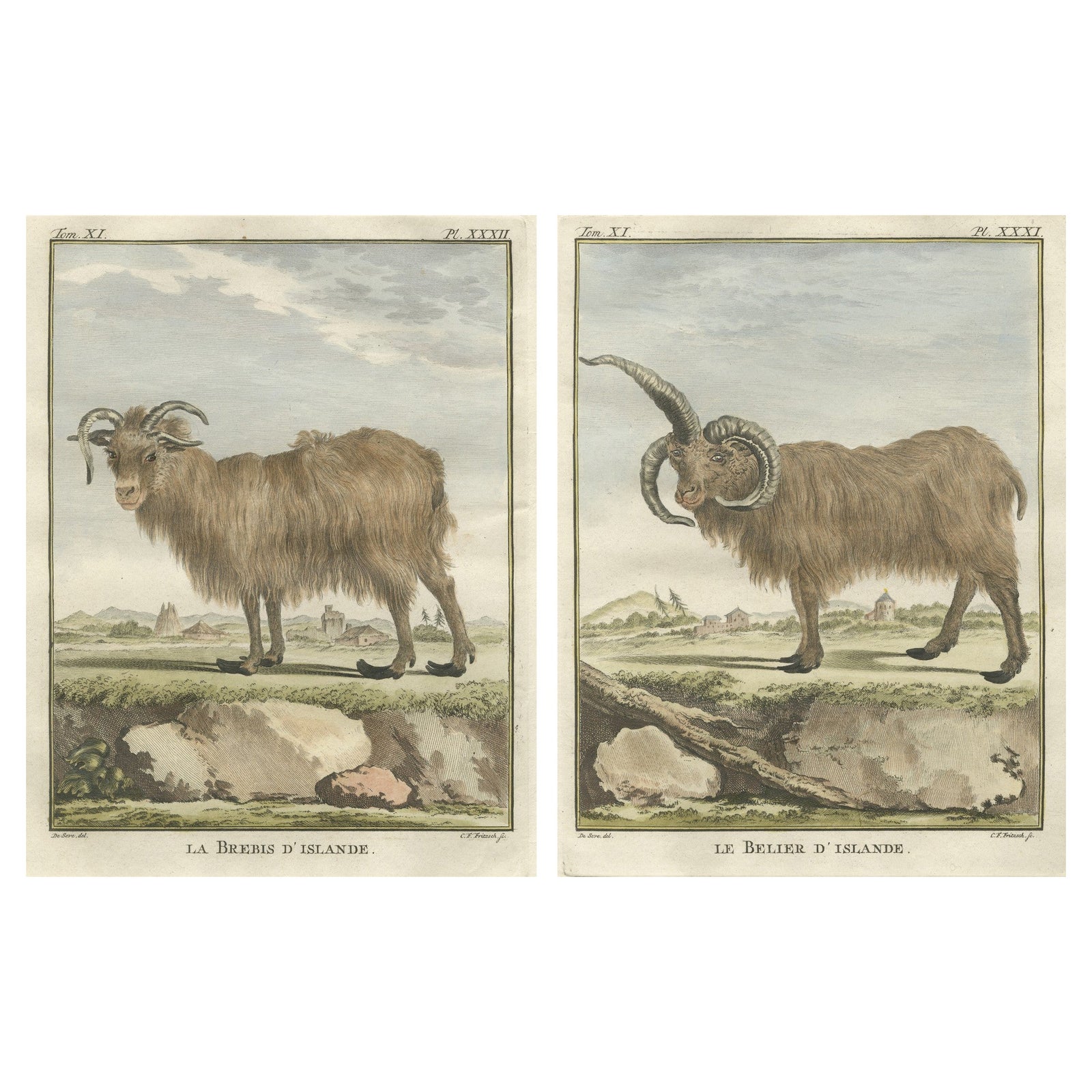 Rare 1769 Iceland Sheep Pair, Hand-Coloured Buffon Engravings Amsterdam