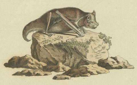 An Engraved Glimpse into the Nocturnal Ballet of Bats, circa 1774, close-up 2