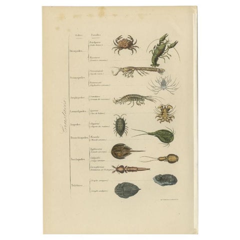 Antique Print of Various Crustaceans, incl a Crab, Lobster, Squid, 1854, view 2