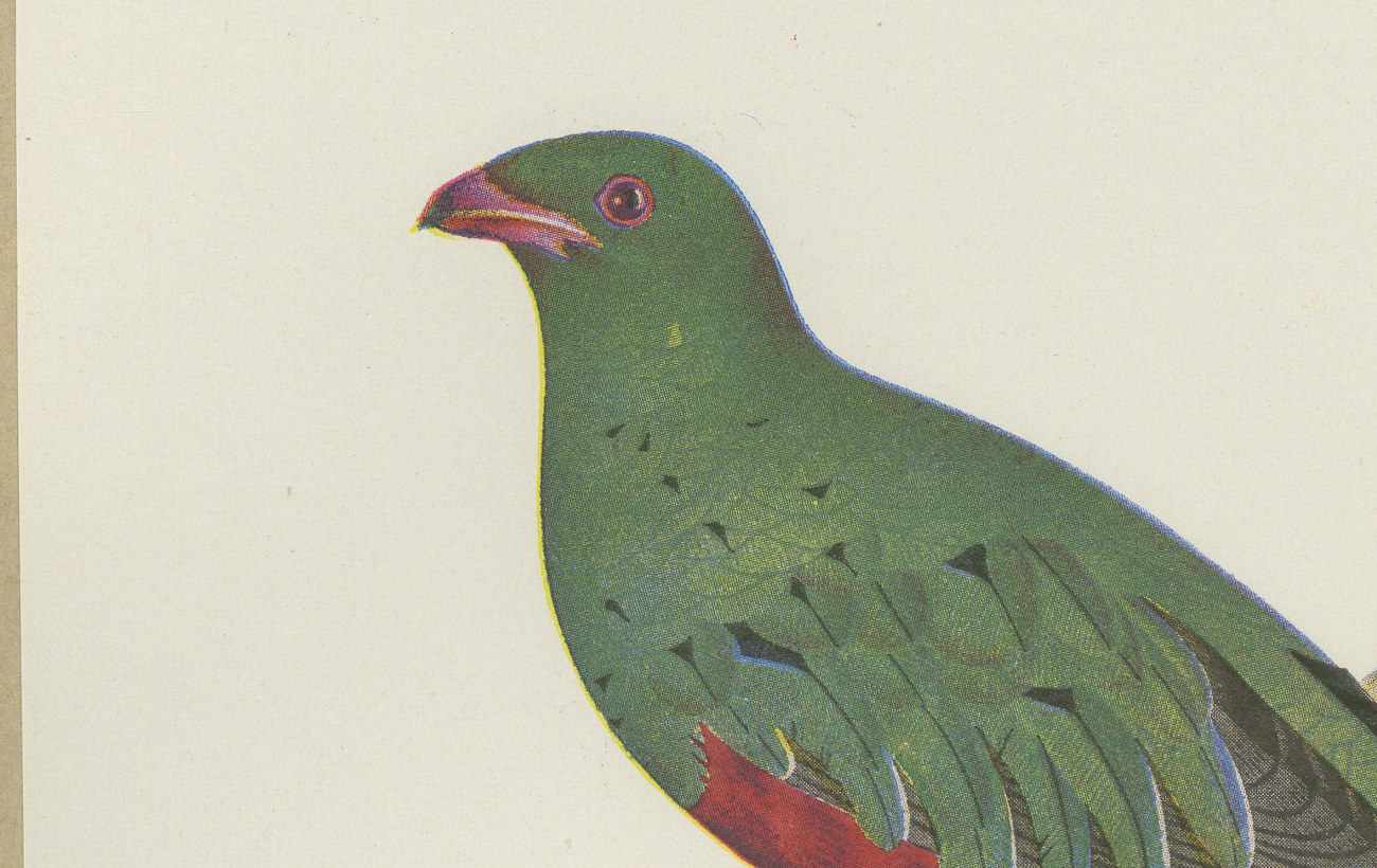 Quetzal and Trogon, Brazilian Bird Print, Descourtilz, 1944, view 3