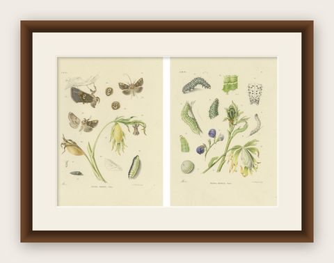 Antique Dutch Plusia Moneta Moth Diptych, Hand-Colored by Sepp & Brants, 1908, shown framed