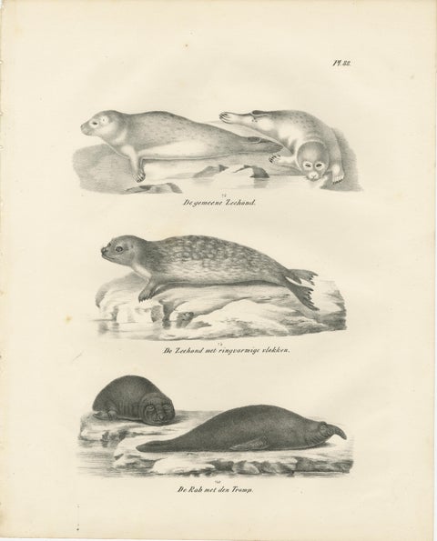 19th-Century Lithograph of Seals and Elephant Seals in Arctic and Marine Habitat, view 2