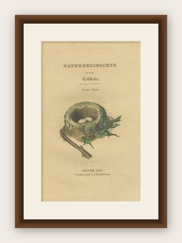 Antique Frontispiece with the Nest and Eggs of Hummingbirds, 1837, shown framed