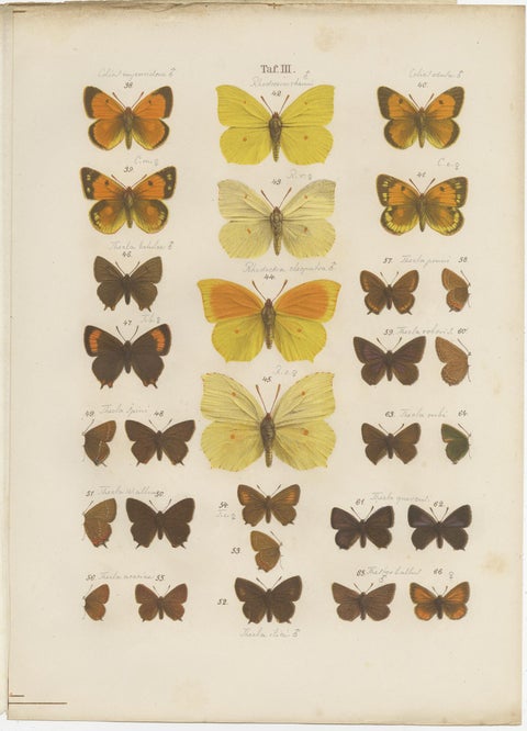 Set of 4 Antique Prints of Various Butterflies and Moths by Ramann, circa 1870, view 5