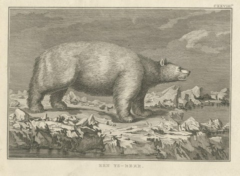 Original Antique Engraving of a Polar Bear by Cook, 1803, close-up 1