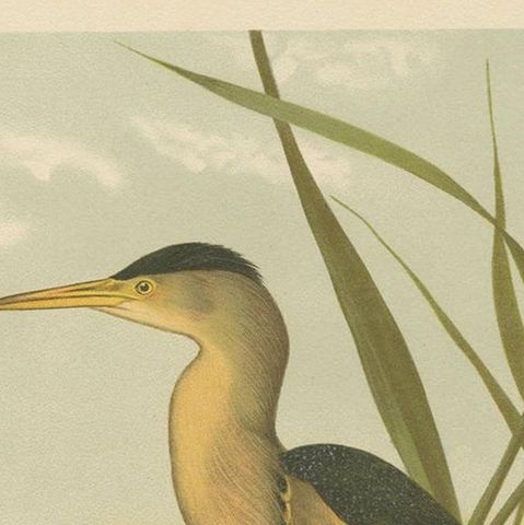 Antique Bird Print of the Little Bittern by Naumann, circa 1895, close-up 1