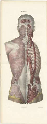 Nerves of the Whole Back, Hirschfeld Double Folding Plate, 1866, view 2