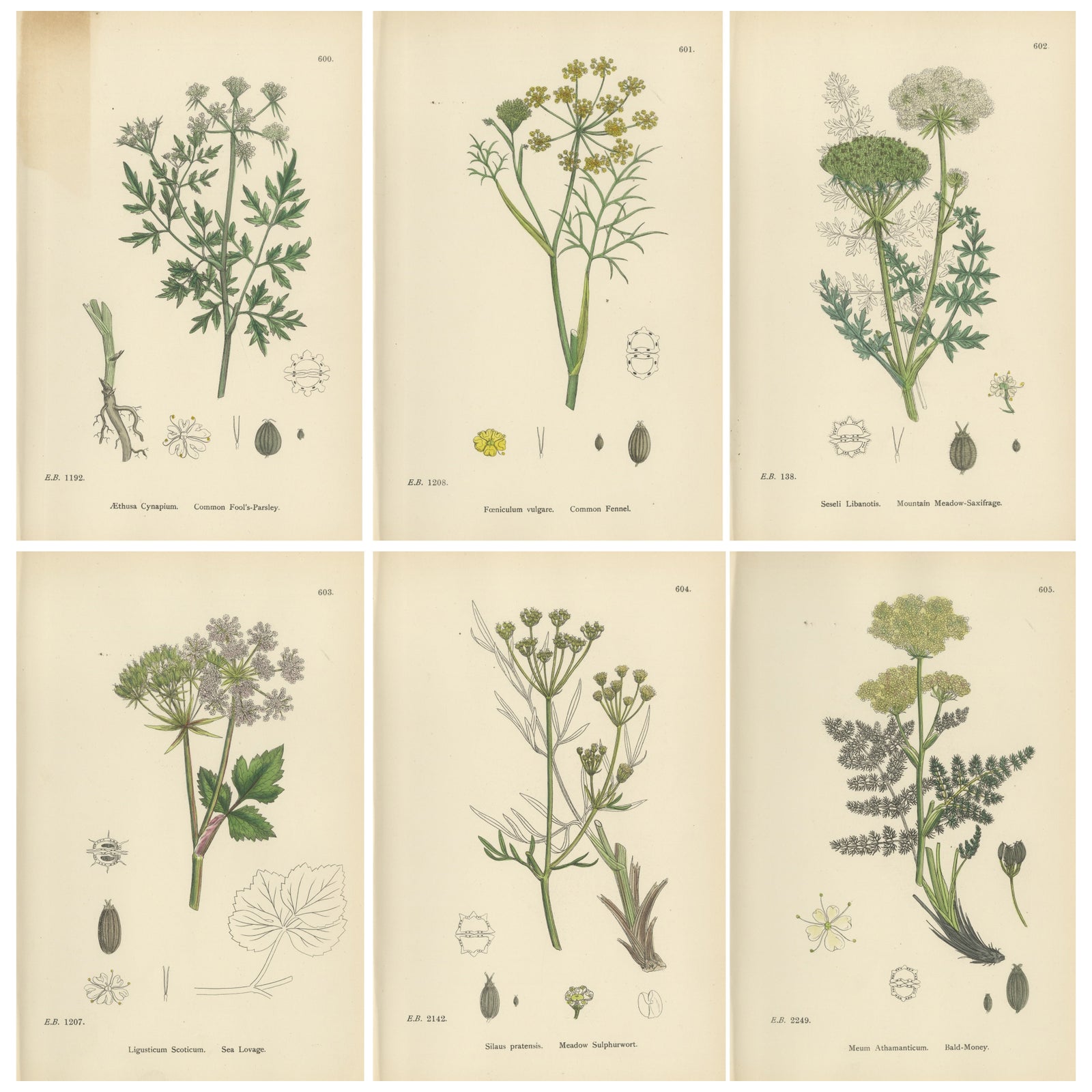 Antique English Botanical Prints, British Wildflowers & Herbs for Interiors