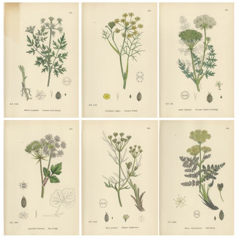 Antique English Botanical Prints, British Wildflowers & Herbs for Interiors
