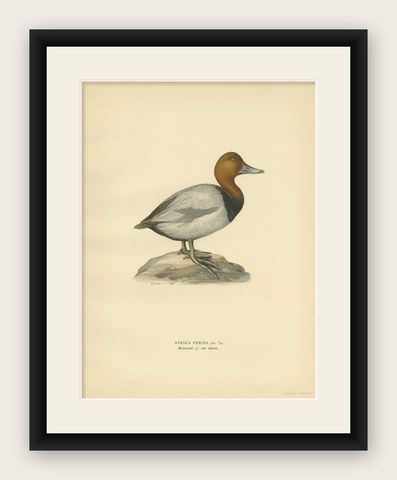 Antique Bird Print of the Common Pochard by Von Wright, 1929, shown framed