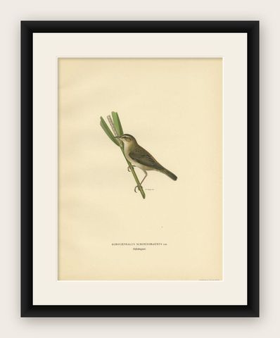 Antique Bird Print of the Sedge Warbler, 1927, shown framed