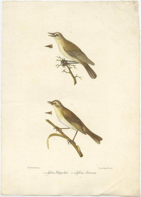 Stunning Handcolored Old Bird Print of the Willow Wren & Icterine Warbler, 1832, view 2