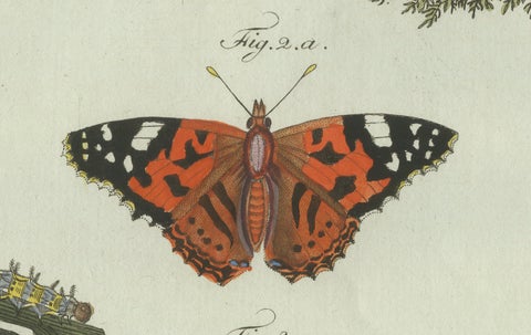 Original Antique Print of Swallowtail and Painted Lady Butterflies, c.1800, close-up 5