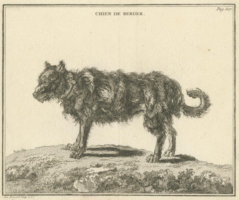 Antique Print of a Sheepdog by Fessard, 1819, view 2