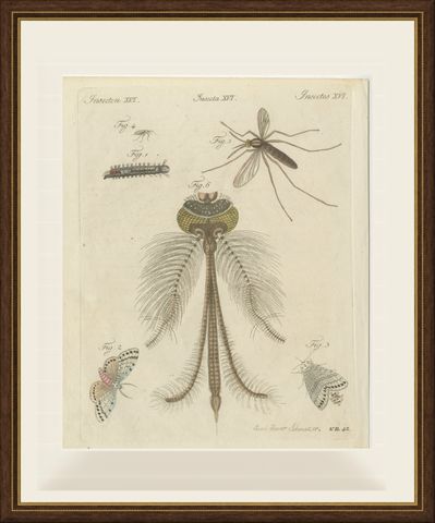Gnat with Magnified Feathered Head, Antique Bertuch Print, circa 1805, shown framed