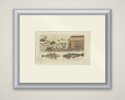 Antique Fish Print of Whiting, Hake and Workers gutting and salting fish, shown framed