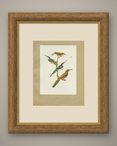 Jacamars and Motmots, Brazilian Bird Print, Descourtilz, 1944, shown framed