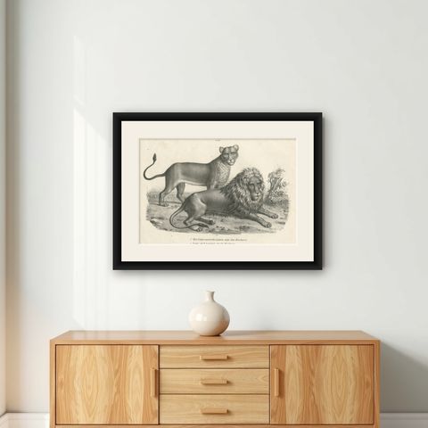 Original Antique Print of a Barbary Lion and Lioness by Brodtmann, shown framed on a wall