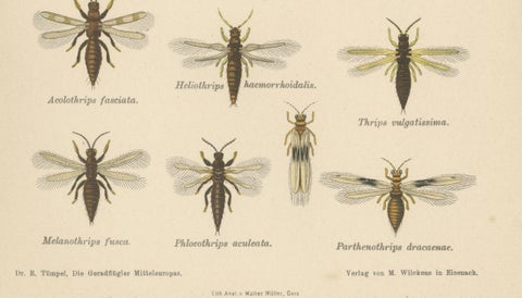 Pair of Antique Entomology Lithographs by Richard Tümpel, Germany 1908, close-up 6