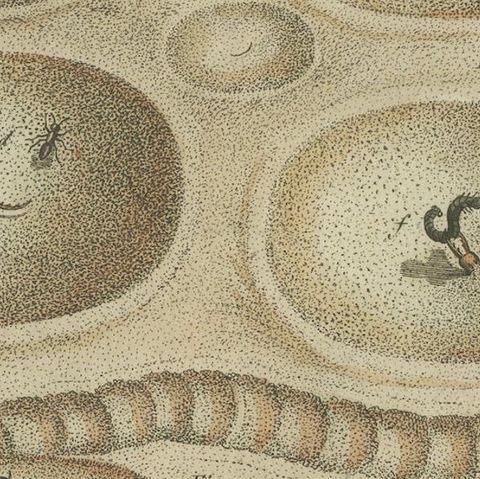 Intricate Insect Life Cycle and Habitats: Hand-Colored Engraving, Bertuch, 1805, close-up 4