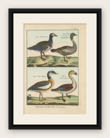 Richly Hand-Colored, Authentic Copper Engraving of 4 Geese (1792), shown framed