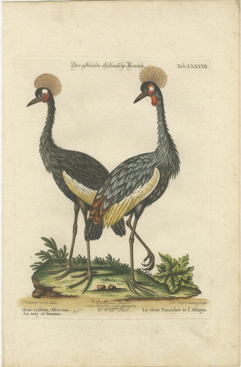 Hand-Colored Engraving of the Crested African Crane by Johann Seligmann. ca.1770, view 2