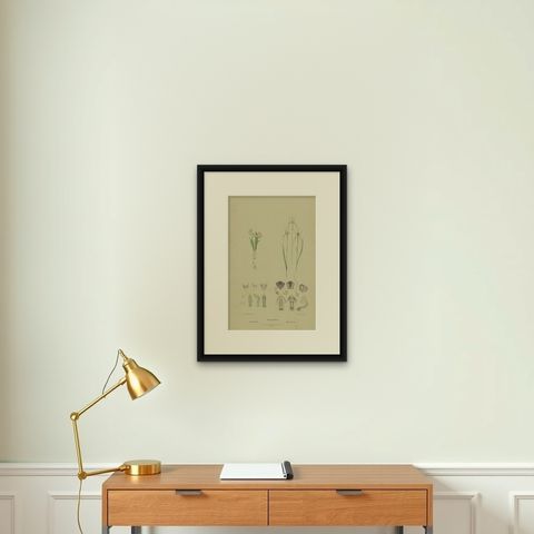 Antique Botany Print of the White Fairy Orchid & Leaping Spider Orchid '1884', shown framed on a wall