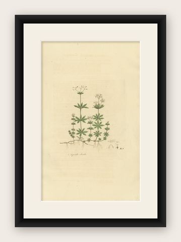 Antique Botany Print of Galium Odoratum by Curtis, circa 1817, shown framed