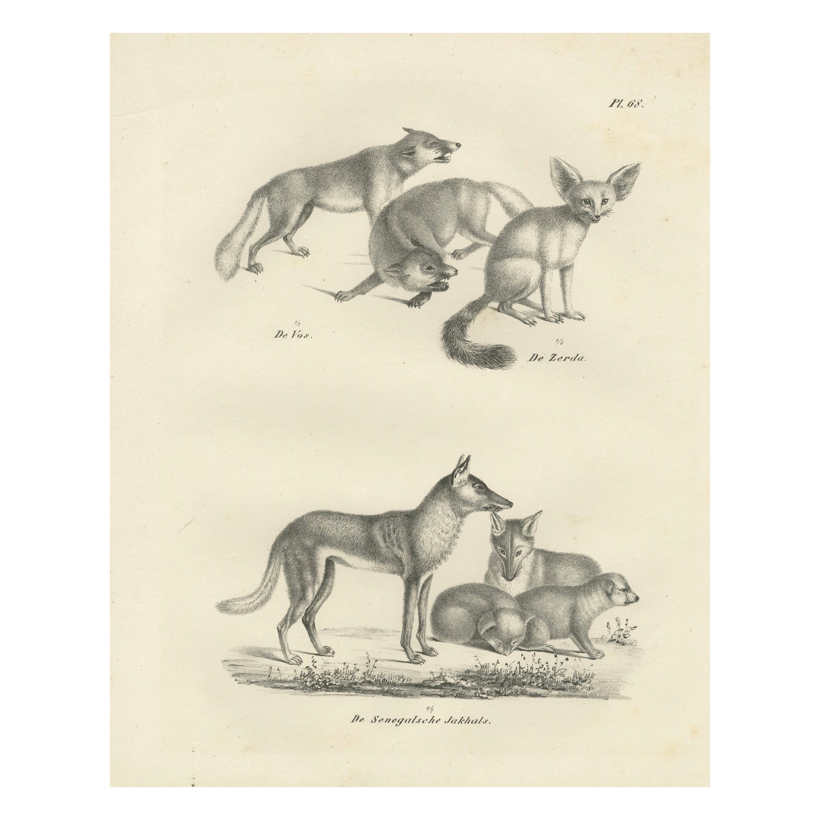 19th-Century Lithograph of Foxes, Fennec Fox, and Senegal Jackal in the Wild