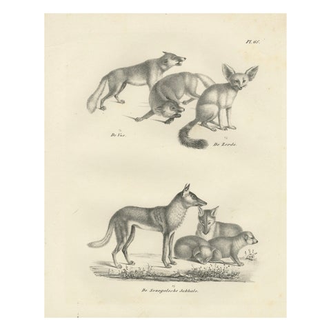 19th-Century Lithograph of Foxes, Fennec Fox, and Senegal Jackal in the Wild