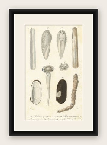 Old Print of the Common Piddock, Watering Pot Shell, Shipworm and More, 1849, shown framed