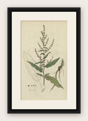 Antique Print of a the Plant Named The Rumex Acutus or Sharp-Pointed Dock, c1800, shown framed