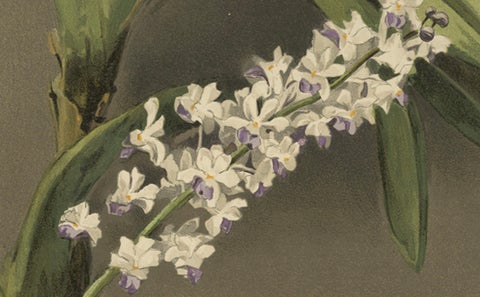 Antique Botanical Print, Lavender-White Orchid Saccolabium coeleste, ca.1888, close-up 4