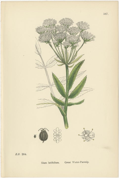 Antique English Botanical Prints, Elegant British Wildflowers, Sowerby c.1902, view 5