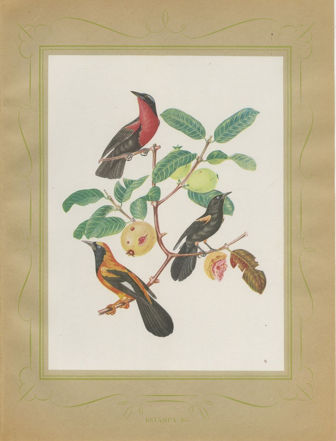 Orioles and Tanagers on a Guava, Brazilian Bird Print, Descourtilz, 1944