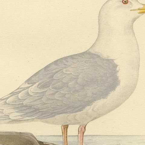 Antique Bird Print of the White-Winged Tern by Von Wright, 1929, close-up 2