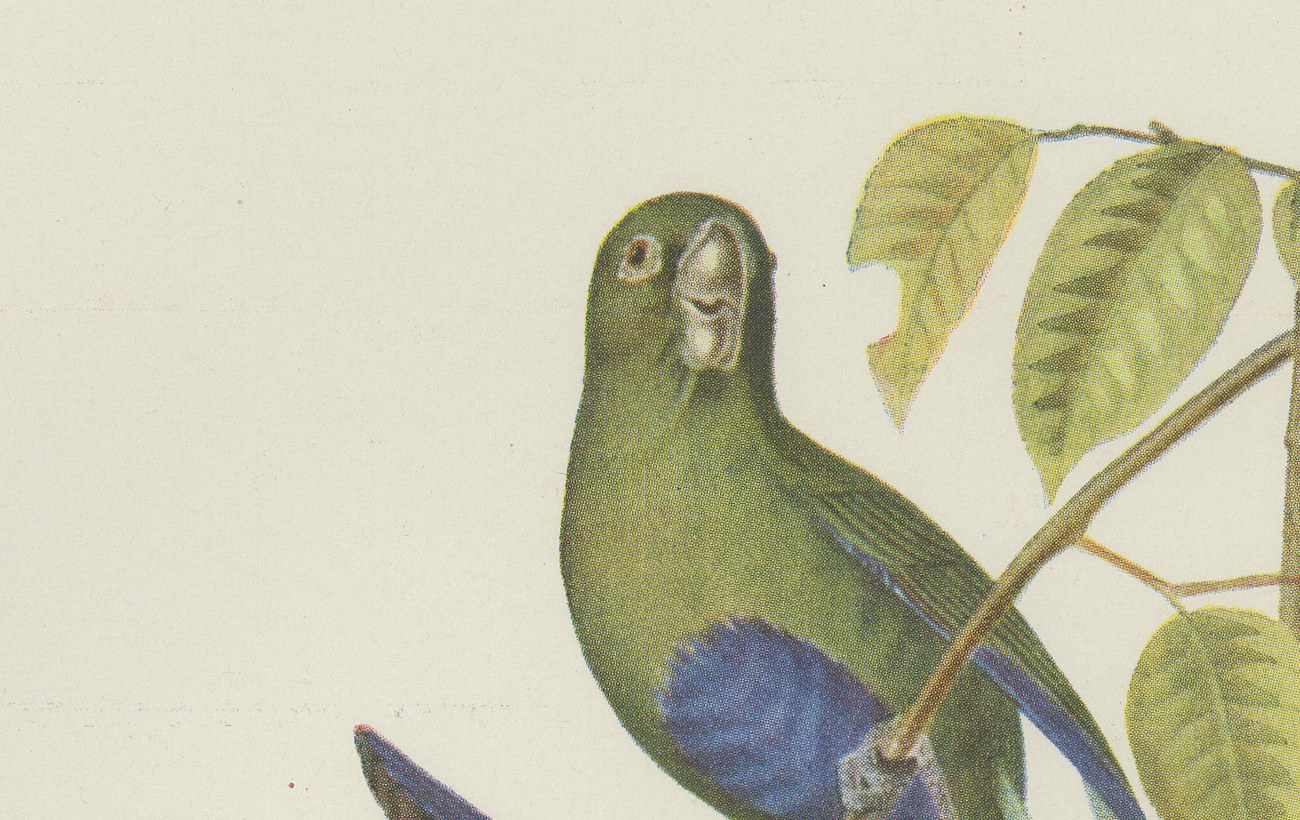 Amazon Parrots, Brazilian Bird Print, Descourtilz, 1944, view 3