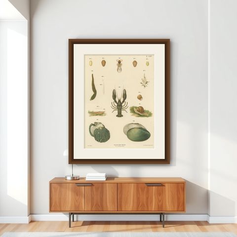 Large Antique Zoology Poster, Crayfish, Leeches, Snails, Insects c.1880, shown framed on a wall
