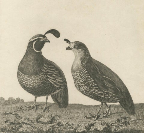 California Quail Pair, Partridge Couple of California, Antique Bird Print, 1798, close-up 4